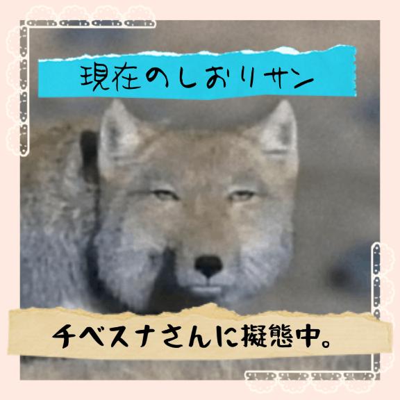 どうしたしおり頑張れしおり
