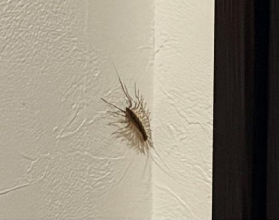 閲覧注意⚠️虫、再び
